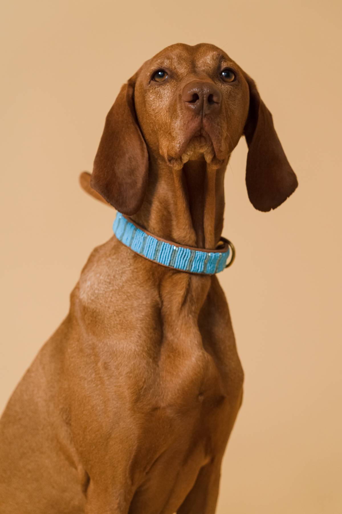 PLAKKIES - Halsband - Riva getragen von einem Hund Hund trägt das PLAKKIES Halsband - Riva mit einem eleganten Design und stilvollen Akzenten