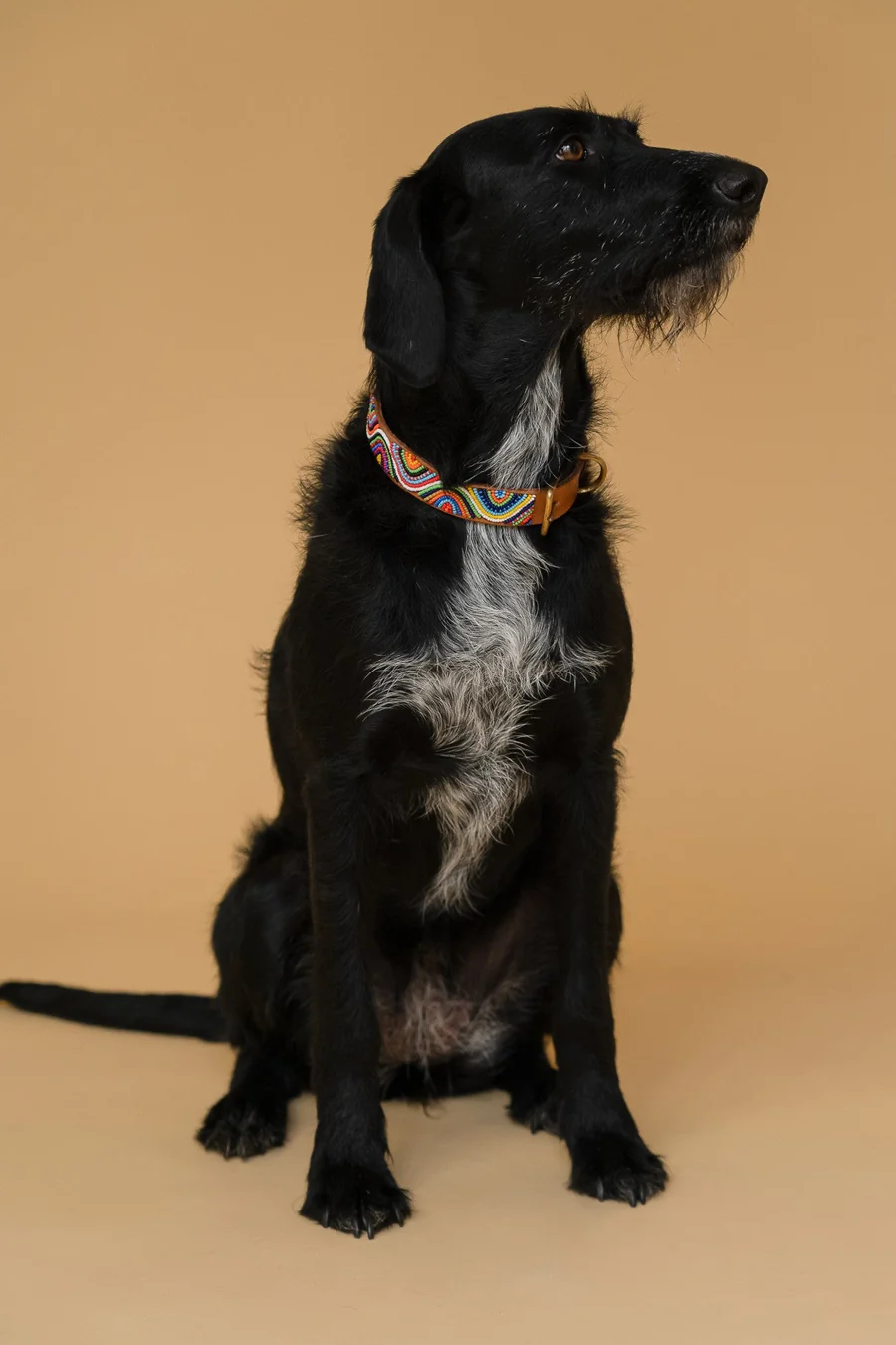 PLAKKIES - Halsband - Universe getragen von einem Hund Hund trägt das PLAKKIES Halsband - Universe mit einem einzigartigen Design inspiriert von galaktischen Mustern