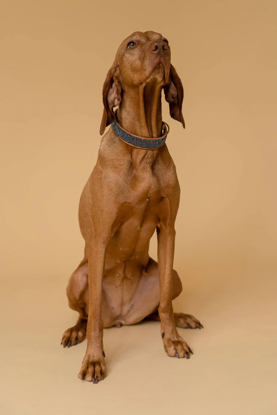 PLAKKIES - Halsband - Starry Night getragen von einem Hund Hund trägt das PLAKKIES Halsband - Starry Night mit einem eleganten Sternenhimmel-Design