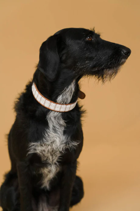 PLAKKIES - Halsband - Coconut getragen von einem Hund Hund trägt das PLAKKIES Halsband - Coconut mit einem tropischen, stilvollen Design