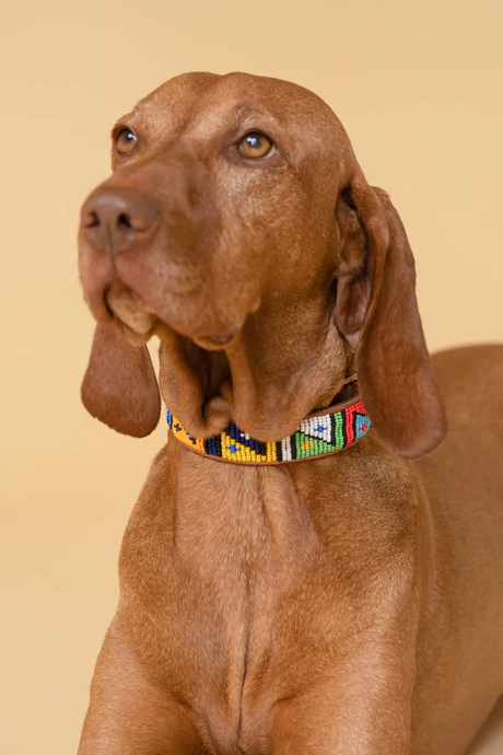 PLAKKIES - Halsband - North getragen von einem Hund Hund trägt das PLAKKIES Halsband - North mit einem nordischen, minimalistischen Design