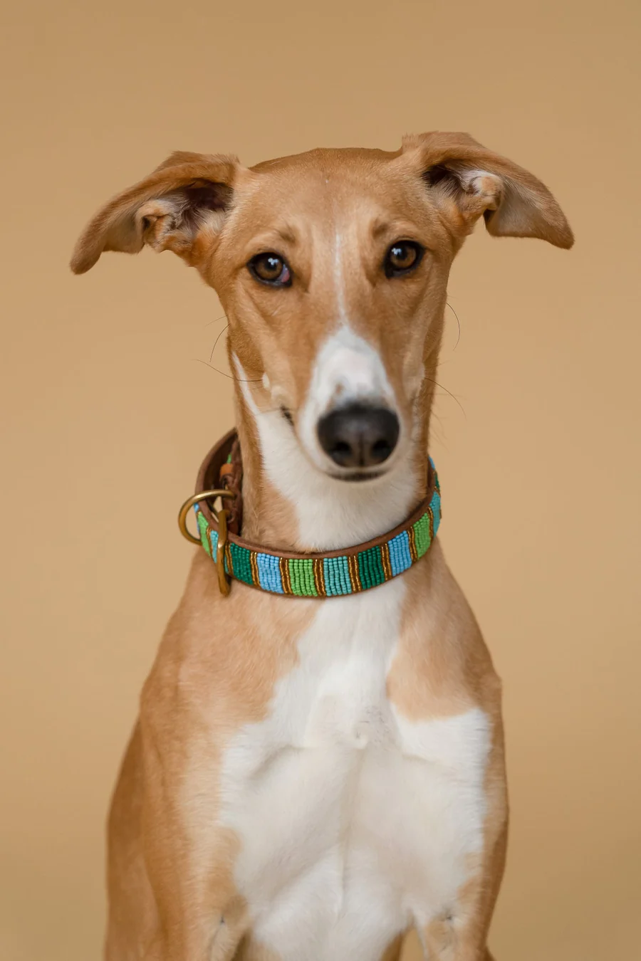 PLAKKIES - Halsband - Baobab getragen von einem Hund Hund trägt das PLAKKIES Halsband - Baobab mit einzigartigem Muster und handgefertigtem Design