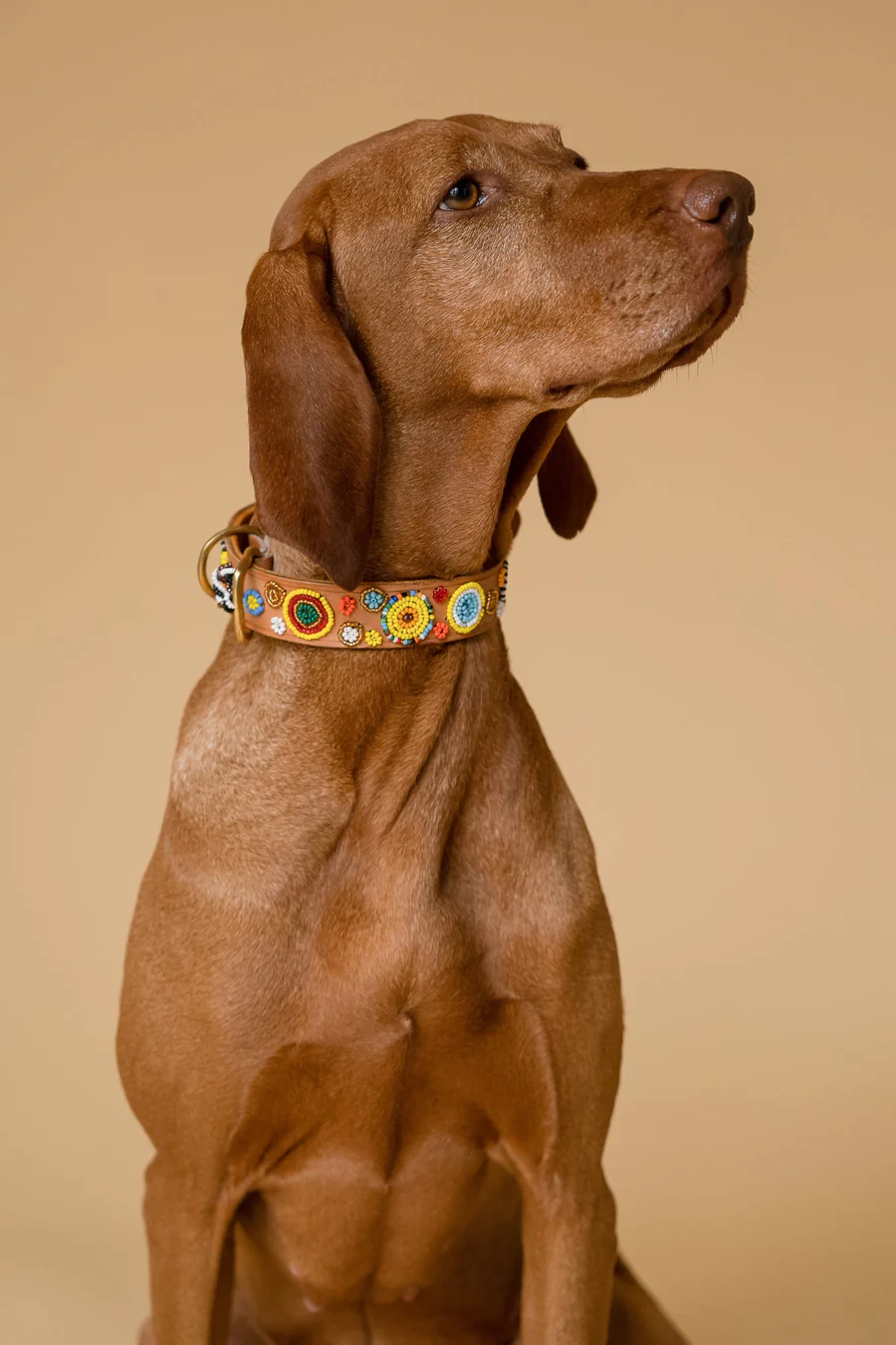 PLAKKIES - Halsband - Flower Garden getragen von einem Hund Hund trägt das handgefertigte PLAKKIES Halsband - Flower Garden mit lebendigem Blumenmuster