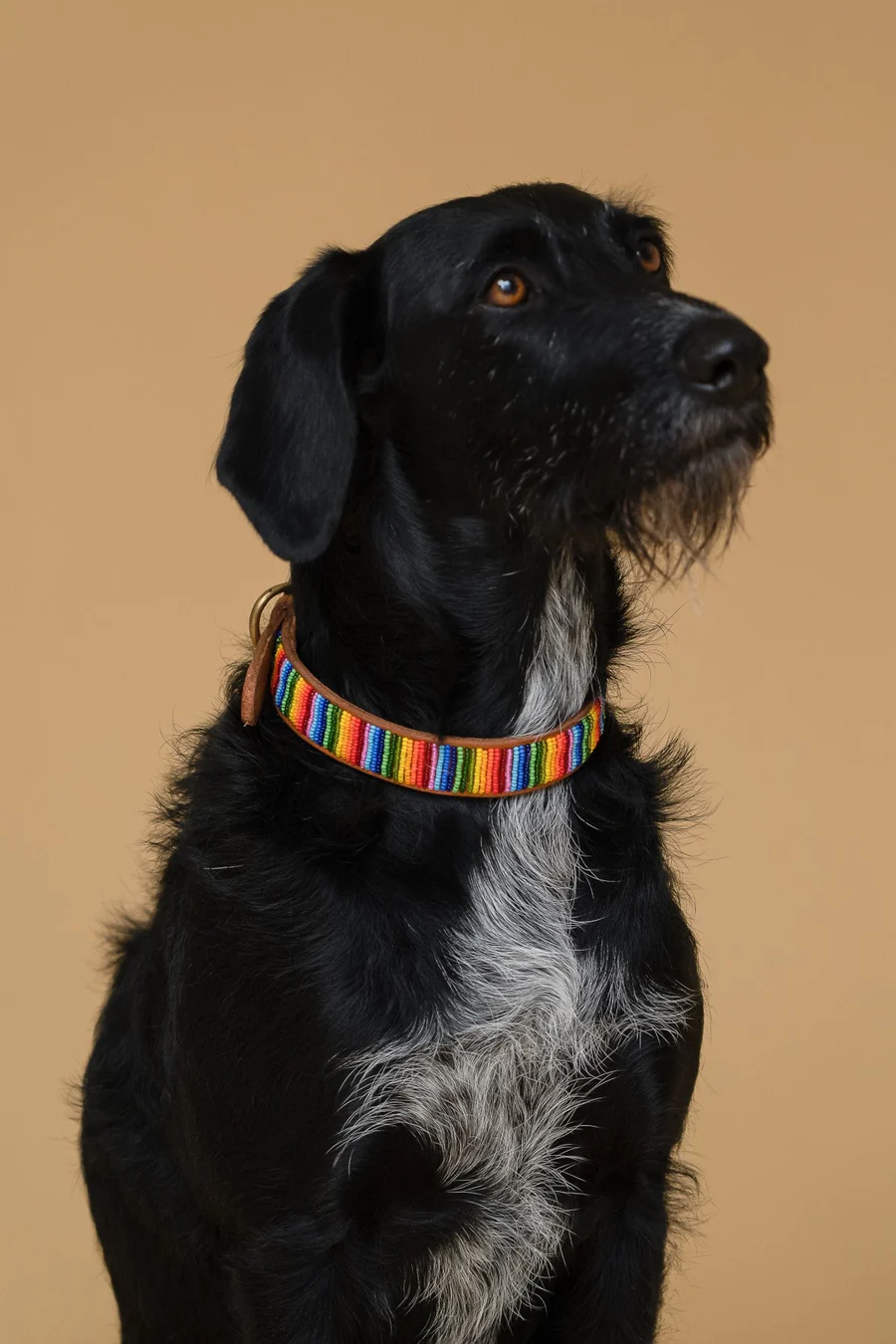 Hund trägt das bunte PLAKKIES Halsband - Rainbow mit lebendigem Regenbogenmuster