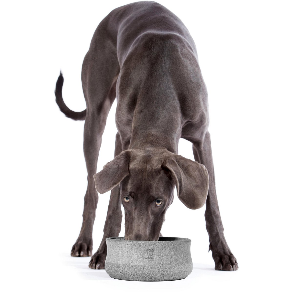 Ein Weimaraner trinkt aus dem hochwertigen LABONI ROCKY Edel-Napf für Hunde und Katzen, edles Design für Tierliebhaber